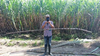 Dukung Peningkatan Produktivitas Tebu, PTPN X Lepas Varietas Unggul NX-04