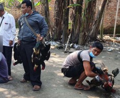 Arena Sabung Ayam Jombang Diobrak Polisi,Tiga Orang Diamankan