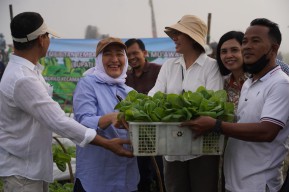 Jadi Penghasil Tembakau Terbaik di Indonesia, Bupati Bojonegoro Berikan Bibit Kepada Petani