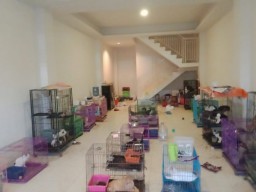 Ditinggal Pemiliknya, Ratusan Kucing di Surabaya Terlantar