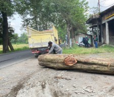 Dalami Kasus Penebangan Soling Ilegal di Pasuruan, Polisi Periksa Sejumlah Saksi