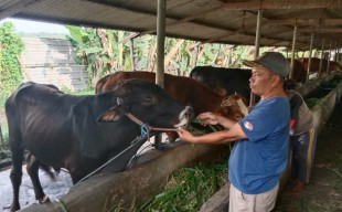 Rugi Besar, Peternak di Sidoarjo Terpaksa Jual Murah Sapinya Gegara Wabah PKM