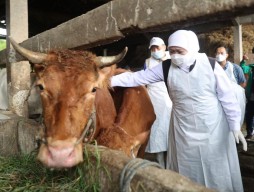 Kementan Turunkan Tim dan Uji Lab Selidiki Wabah PMK di 4 Kabupaten di Jatim
