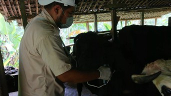 40 Ribu Dosis Vaksin Sapi Diterima Pemkab Tulungagung, Vaksinasi Ditargetkan Selesai Dalam Dua Minggu