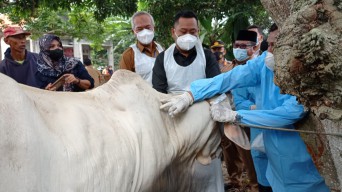 Gresik Dapat Jatah 3.000 Dosis Vaksin PMK, Hari Ini Mulai Vaksinasi Sapi