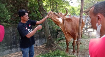 Gandeng PT Smelting, Peternak Sapi dan Kambing Wringinanom Manfaatkan Ecco Enzym Untuk Disinfeksi Kandang Cegah Penularan Penyakit Kuku Mulut
