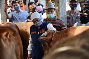 Jelang Idul Adha, Pemprov Jatim Siapkan 1.276 Juleha