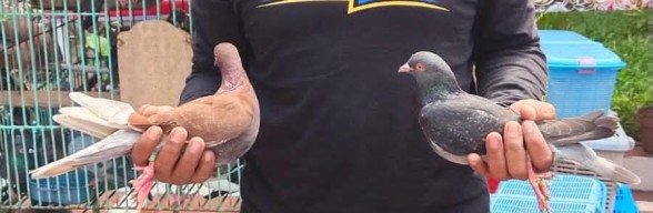 Sarang Judi Burung Dara Diobok-obok Polisi, Lima Orang Diciduk