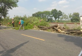 Ribuan Pohon di Bojonegoro Ditebang Akibat Pelebaran Jalan