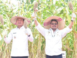 Panen Raya, Mentan Dukung Lamongan Jadi Kawasan Pengembangan Sorgum