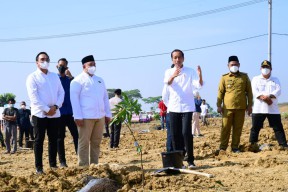 Presiden Jokowi Luncurkan Lumbung Pangan Berbasis Mangga di Area Waduk Sukodono Kabupaten Gresik