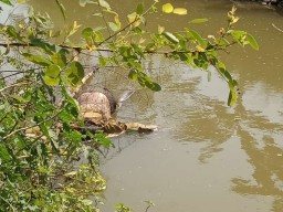 Mayat Perempuan Terapung di Sungai Gegerkan Warga Lamongan