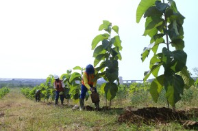 Pengelolaan Lingkungan, SIG Pamerkan Metode Reklamasi Hingga Pemberdayaan Petani