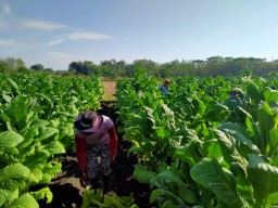 Petani Tembakau di Bojonegoro Full Senyum Gegara Harga Jual Naik