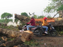 Puting Beliung Terjang Sidoarjo, Puluhan Rumah Rusak