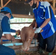 Gencar Vaksinasi, Kabupaten Lamongan Menuju Zero Case PMK