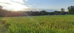 Soal Rencana Impor Beras, LPPNU Ponorogo Sebut Petani Kecewa