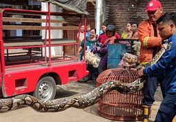 Ular Piton Raksasa di Gresik Melahap 8 Ekor Ayam Milik Warga