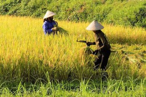 Pemkab Bojonegoro Fasilitasi Asuransi Pertanian Bagi Petani Jika Gagal Panen
