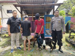 Lagi Nggak Hoki, Dua Pencuri Kambing di Gresik Kepergok Karena Motornya Mogok