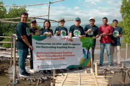 MPMX Lanjutkan Rehabilitasi Mangrove Di Golo Sepang NTT