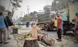 Pemkab Bojonegoro Lelang 502 Pohon, Total Terjual Rp31,35 Juta