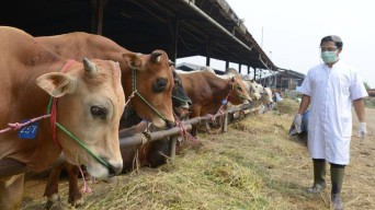 Dinas Peternakan Bojonegoro Siapkan Tim Pemeriksa Hewan Kurban