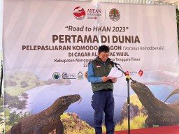 6 Ekor Komodo Hasil Breeding TSI, Smelting dan KLHK RI Dilepasliarkan ke Cagar Alam Wae Wuul NTT