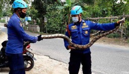 Musim Penghujan, Petugas Damkar Bojonegoro Temukan 46 Ular Sebulan