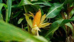 Benih Jagung Bioteknologi Pertama di Indonesia Diluncurkan di Solokuro Lamongan