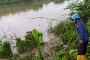 Waduh, Ternyata Ada 10 Lebih Ekor Buaya di Sungai Bengawan Solo Bojonegoro