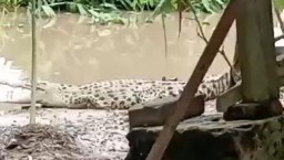 Awas, Ada Buaya Muncul di Sungai Bengawan Solo Bojonegoro
