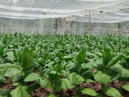 Region Head PTPN I Regional 4 Subagiyo Targetkan Produktivitas Capai 1,7 Ton/Ha pada Musim Tanam Tembakau 2024