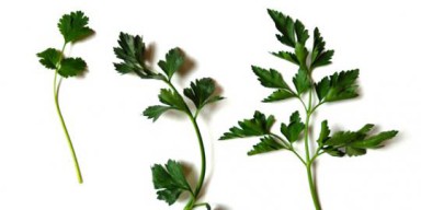Serupa Tapi tak Sama, Ini Perbedaan Daun Ketumbar dengan Daun Seledri