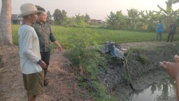 Petani di Gresik Hadapi Problem Laten Kekeringan