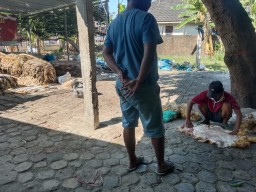 Pengepul Kulit Hewan Kurban di Bojonegoro Kebanjiran Pasokan hingga 8 Ton