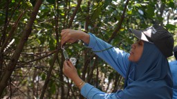 PT Smelting Bersama Warga, Mahasiswa dan Pecinta Alam Tanam 1.000 Bibit Mangrove