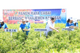 PJ Bupati Bojonegoro Panen Raya Cabai Berbasis Manajemen Kawasan