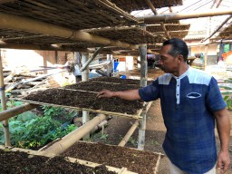 Musim Hujan, Petani Tembakau Khawatirkan Produksinya