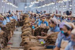 Produksi Tembakau PTPN I Reg 4 Triwulan III-2024 Capai 11.766 Ton