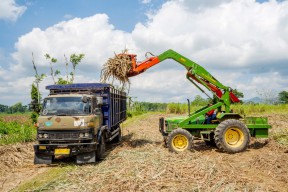 SGN: Raih Gula Produksi Sebesar 847 Ribu Ton GKP di Tahun Giling 2024