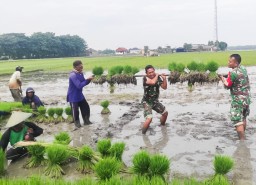 TNI di Wilayah Bojonegoro Ini Bersatu Bantu Petani untuk Tanam Padi