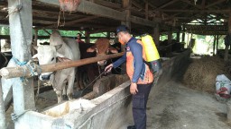 Antisipasi Wabah PMK, BPBD Gresik Semprot Disinfektan di Pasar Hewan