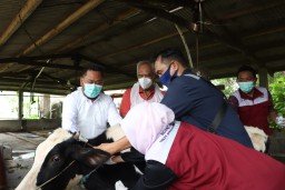 Pemkab Gresik Percepat Vaksinasi PMK dan Edukasi Peternak Demi Kendalikan Penyebaran