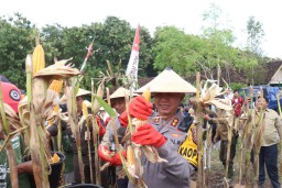 Dukung Ketahanan Pangan, Polres Bojonegoro Gelar Panen Raya Jagung di Desa Ngunut