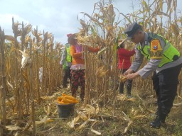 Polisi dan TNI di Bojonegoro Bantu Panen Jagung, Dukung Program Ketahanan Pangan