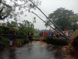 Angin Kencang dan Hujan Deras Sebabkan Pohon Tumbang di Jember, Satu Pemotor Luka Parah