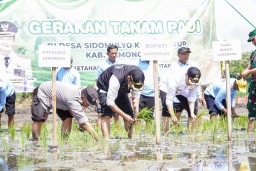 Lamongan Gencar Tanam Padi MT II, Bupati Yes Optimis Swasembada Pangan Tercapai