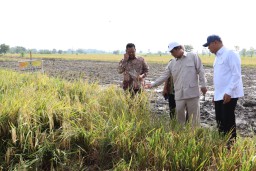 Mentan Amran Apresiasi Panen Raya di Gresik: Produksi Tinggi, Harga Gabah Naik