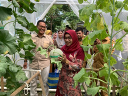 Cantika Wahono Kunjungi Kebun Melon Edufarm di Malo, Dorong Inovasi Pertanian Berbasis Edukasi